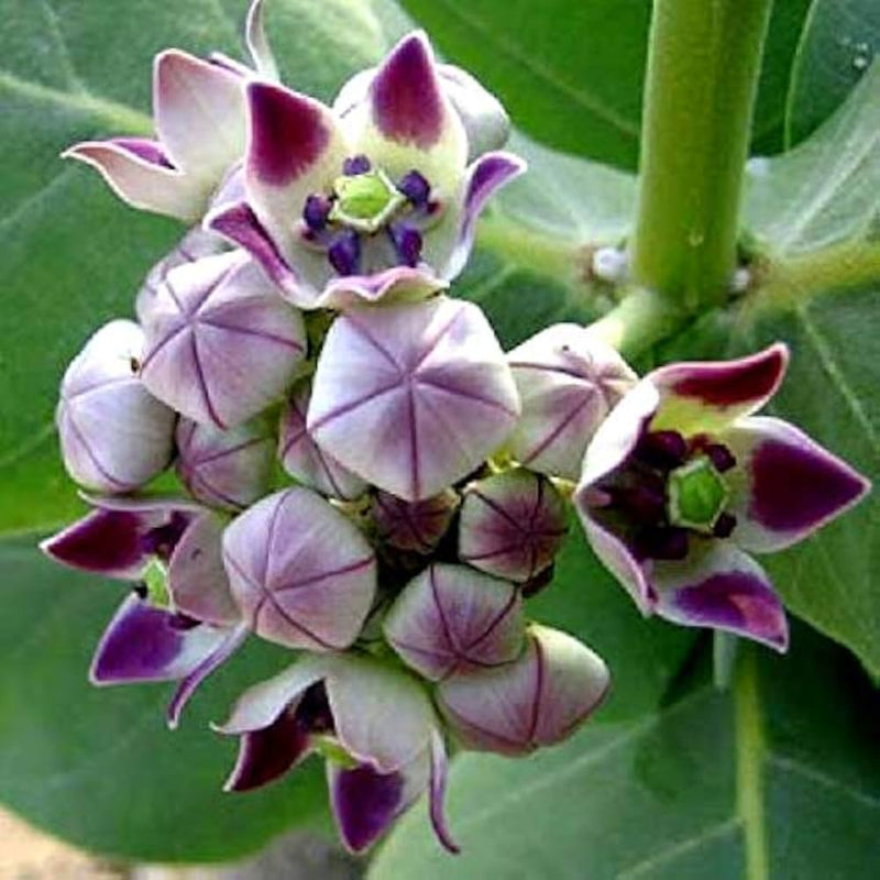 Gigantea Blumensamen zur Aussaat – pflegeleicht – Traditionssorte & ohne Gentechnik Samen Hausgarten
