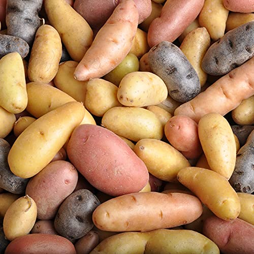 Fingerling Potato Mixed Gemüse Samen zum Pflanzen