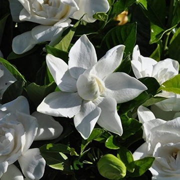 Gardenia Blumensamen zur Aussaat Garten beliebt Traditionssorte & ohne Gentechnik Samen Hausgarten