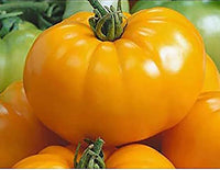 Gelb Brandywine Tomate Samen Solanum lycopersicum zum Pflanzen in Gemüse Patch and Backyard Garden