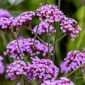 Multi-color verbena blume samen for anpflanzung - hardy variety, heirloom & gmo free samen for home garten
 
 sale for anpflanzung in home garten