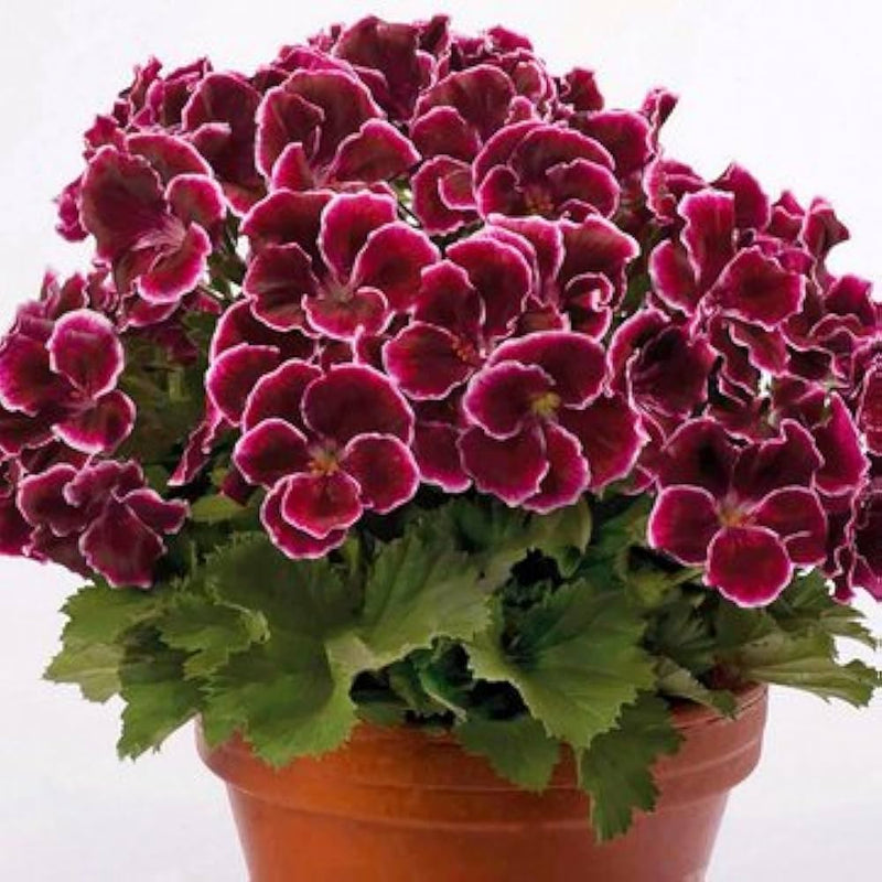 Geranium blume samen for anpflanzung - shade tolerant, heirloom & gmo free samen for home garten
 
 sale for anpflanzung in home garten.