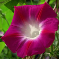 New Guinea Impatiens Divine Rosa Samen üppig Shaded Aussaat