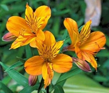 Gelb alstroemeria blume samen for anpflanzung - vibrant colors, heirloom & gmo free samen for home garten
 
 sale for anpflanzung in home garten