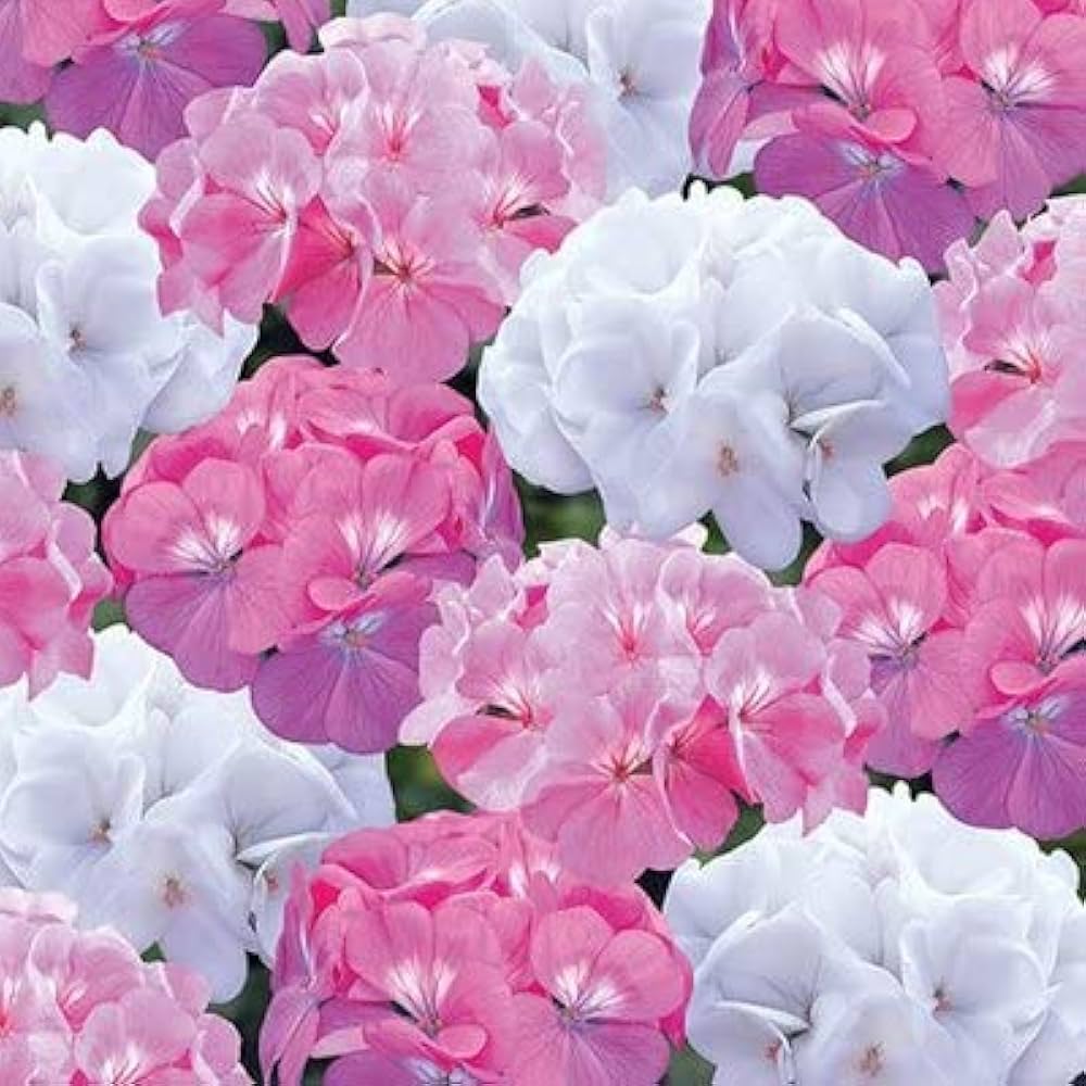exotisch Geranie Pelargonium Peltatum Samen