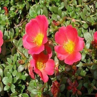 Portulak rock ruby tuesday samen for colorful greens