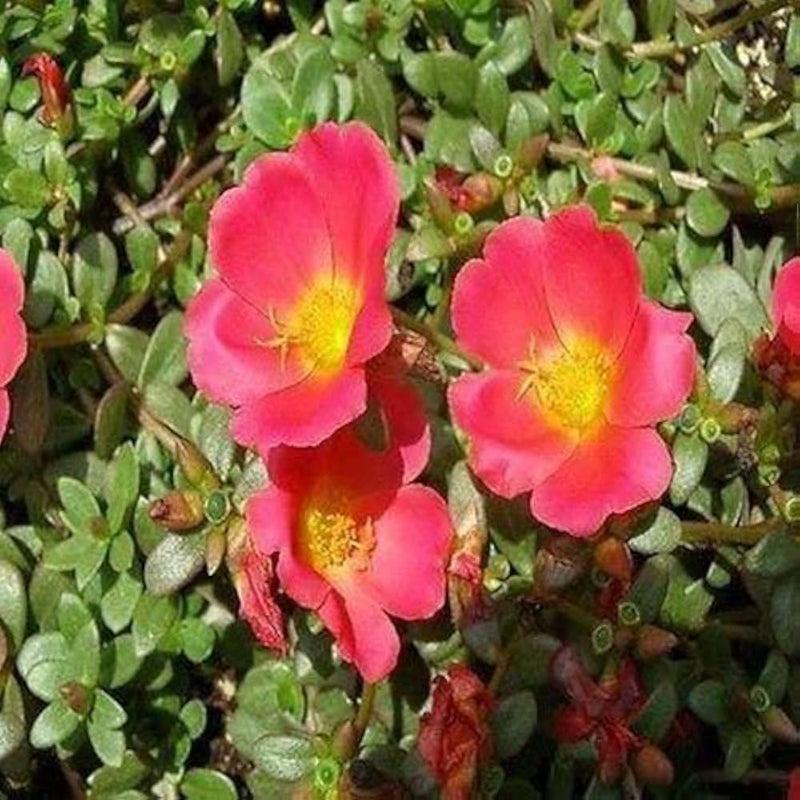 Portulak rock ruby tuesday samen for colorful greens