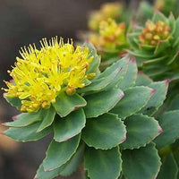 Rhodiola rosea blume samen for anpflanzung easy to grow heirloom & gmo free samen for home garten 
 
 sale for anpflanzung in home garten