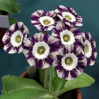 Rot Lila Schlüsselblume Blumensamen zur Aussaat Samen leuchtend Garten Blüten – ideal Adding farbenfroh Charm