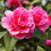 Kamelie Japonica Blumensamen zur Aussaat – Wildblume Mischung – Traditionssorte & ohne Gentechnik Samen Hausgarten