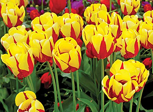 Rot Gelb Tulpe Blumensamen kompakt Wuchs Traditionssorte ohne Gentechnik biologisch Garten Samen zur Aussaat