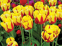 Rot Gelb Tulpe Blumensamen kompakt Wuchs Traditionssorte ohne Gentechnik biologisch Garten Samen zur Aussaat