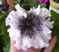 Weiß Violett Petunie Blumensamen zur Aussaat Traditionssorte ohne Gentechnik Anzucht Garten Blüten hochwertige Qualitäts-
