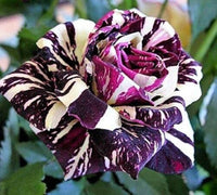 selten Dragon Rose Blumensamen zur Aussaat – farbenfroh Schau – Traditionssorte & ohne Gentechnik Samen Hausgarten