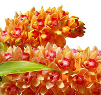 Multi Cymbidium Maxillaria Blumensamen zur Aussaat duftend Blüten Traditionssorte & ohne Gentechnik Samen Hausgarten