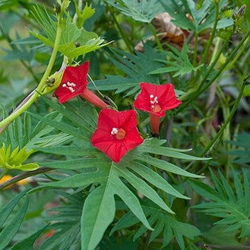 Rot cardinal climber blume samen for anpflanzung - drought tolerant, heirloom & gmo free samen for home garten
 
 sale samen for anpflanzung in home garten