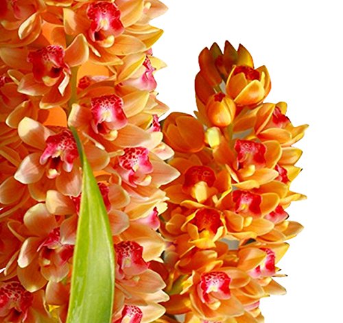 Multi Cymbidium Maxillaria Blumensamen zur Aussaat duftend Blüten Traditionssorte & ohne Gentechnik Samen Hausgarten