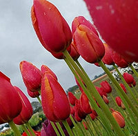Bordeaux Tulpe Blumensamen zur Aussaat Schnitt Blume beliebt Traditionssorte & ohne Gentechnik Samen Hausgarten