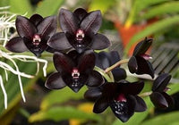 Schwarz monkey face orchid blume samen for anpflanzung - pollinator friendly, heirloom & gmo free samen for home garten
 
 sale for anpflanzung in home garten