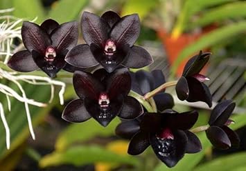 Schwarz monkey face orchid blume samen for anpflanzung - pollinator friendly, heirloom & gmo free samen for home garten
 
 sale for anpflanzung in home garten