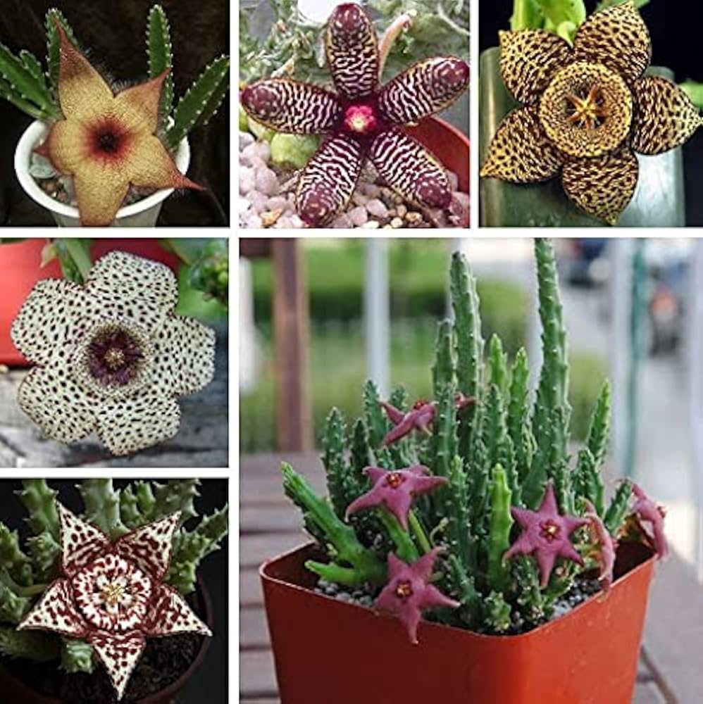 Stapelia Pulchella Blumensamen zur Aussaat farbenfroh Schau Traditionssorte & ohne Gentechnik Samen Hausgarten