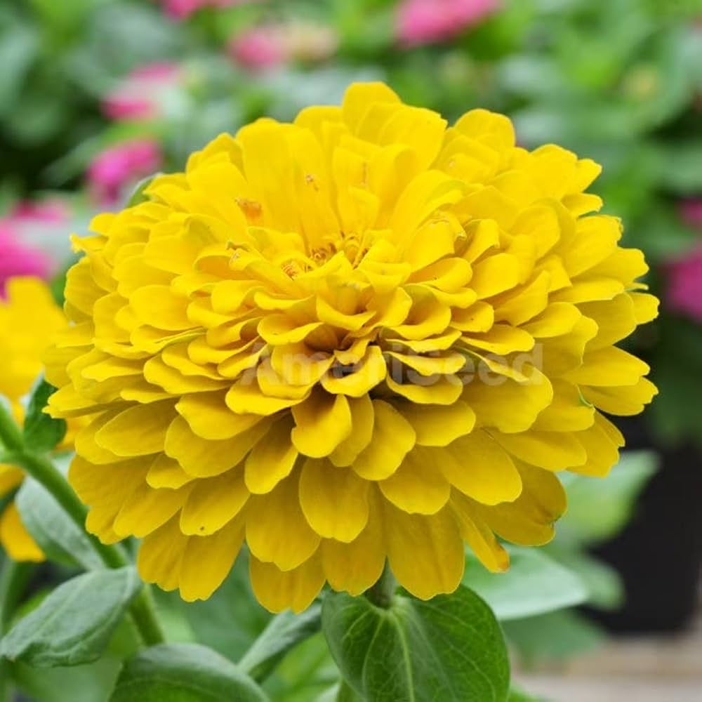 Gelb Zinnie Samen Zinnie elegans zur Aussaat Blume Beet und Urban Garten