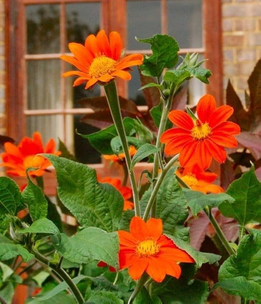Orange Mexican Sonnenblume Samen zur Aussaat – ausdrucksstark Blüten
