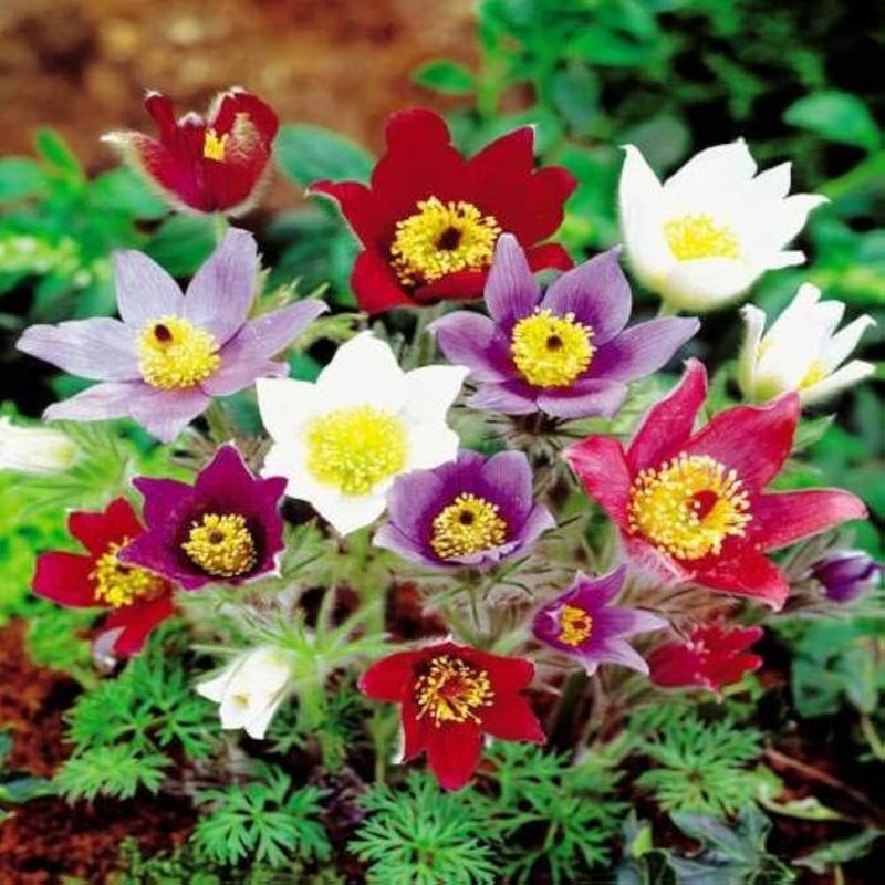 Mix pulsatilla pasque blume samen for anpflanzung - fragrant blossoms, heirloom & gmo free samen for home garten
 
 sale samen for anpflanzung in home garten