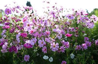 Cosmos sensation blume samen for anpflanzung - premium quality, heirloom & gmo free samen for home garten
 
 sale samen for home garten