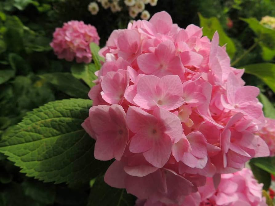 Hydrangea macrophylla mixed blume samen