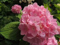 Hydrangea macrophylla mixed blume samen