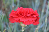 Carnation (carnation dianthus) samen for anpflanzung in home garten