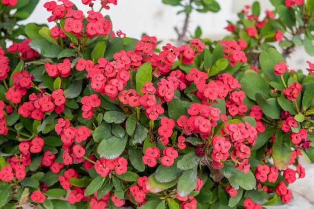 Milii Rot Blumensamen zur Aussaat – leuchtend Einjährige für Ihren Garten