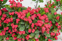 Milii Rot Blumensamen zur Aussaat – leuchtend Einjährige für Ihren Garten
