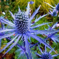 Blau eryngium blume samen for anpflanzung - perfect for borders, heirloom & gmo free samen for home garten
 
 sale for anpflanzung in home garten.