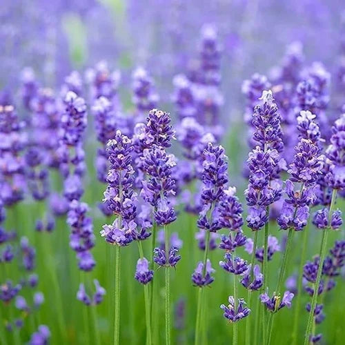 Lavendel Weihnachtskaktus Blumensamen zur Aussaat robust Sorte Traditionssorte & ohne Gentechnik Samen Hausgarten