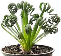 Spiralis blume samen for anpflanzung easy to grow heirloom & gmo free samen for home garten 
 
 sale for anpflanzung in home garten