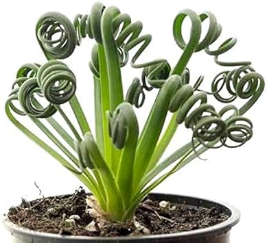 Spiralis blume samen for anpflanzung easy to grow heirloom & gmo free samen for home garten 
 
 sale for anpflanzung in home garten