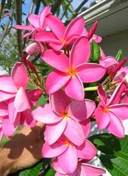 Dark rosa frangipani blume samen for anpflanzung - cottage garten essential, heirloom & gmo free samen for home garten
 
 sale for anpflanzung in home garten.