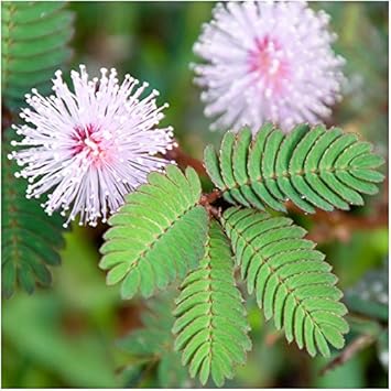 Rosa mimosa pudica blume samen for anpflanzung - hardy variety, heirloom & gmo free samen for home garten
 
 sale for anpflanzung in home garten