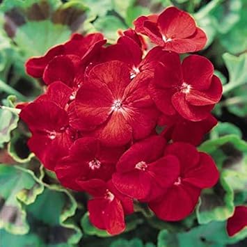 Deep rot geranium blume samen for anpflanzung - bright blooms, heirloom & gmo free samen for home garten
 
 sale samen for anpflanzung in home garten