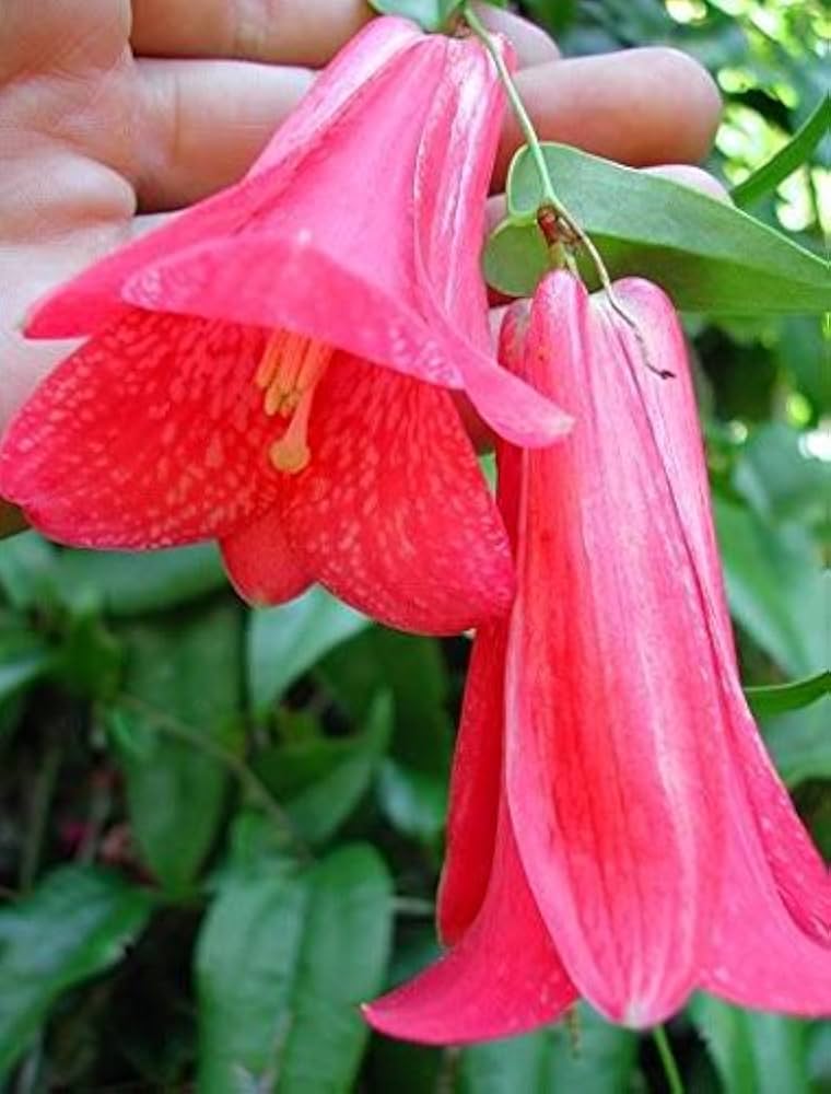 selten Chilean Bellflower Samen – Evergreen – DIY Garten Blume Pflanze