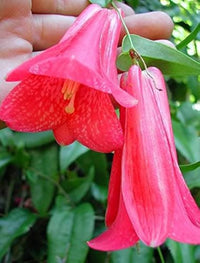 selten Chilean Bellflower Samen – Evergreen – DIY Garten Blume Pflanze