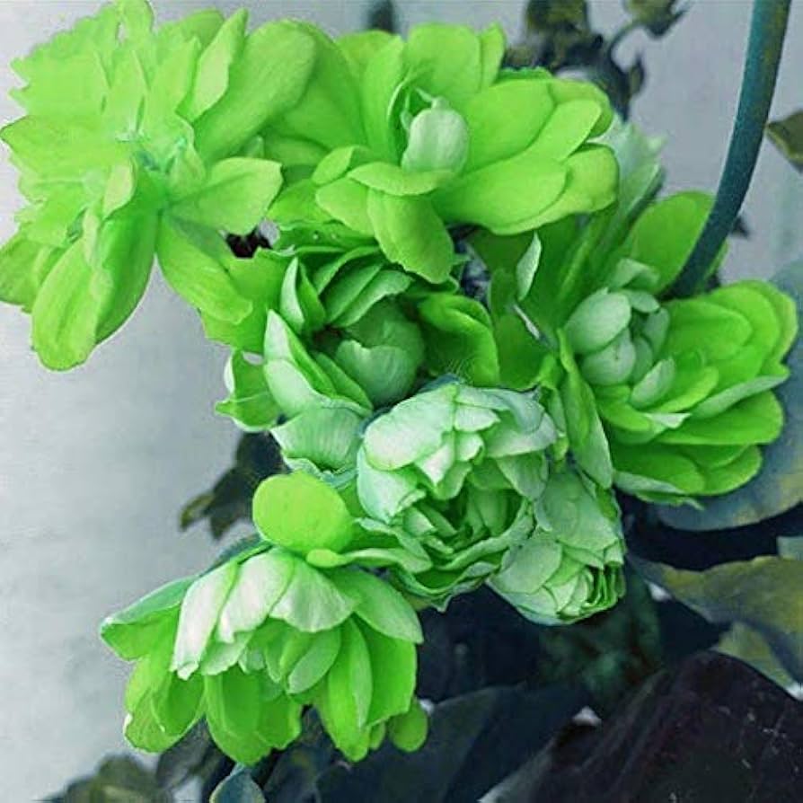 hell Grün Geranie Blumensamen zur Aussaat – robust Sorte – Traditionssorte & ohne Gentechnik Samen Hausgarten