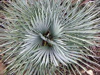 Gray chamaerops humilis blume samen for anpflanzung - colorful display, heirloom & gmo free samen for home garten
 
 sale for anpflanzung in home garten