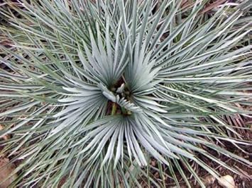 Gray chamaerops humilis blume samen for anpflanzung - colorful display, heirloom & gmo free samen for home garten
 
 sale for anpflanzung in home garten
