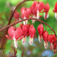 Bleeding heart lamprocapnos spectabilis samen for anpflanzung in shade garten