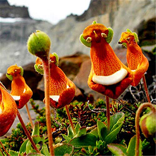 Calceolaria Uniflora Blumensamen zur Aussaat einzigartig und leuchtend Blüten