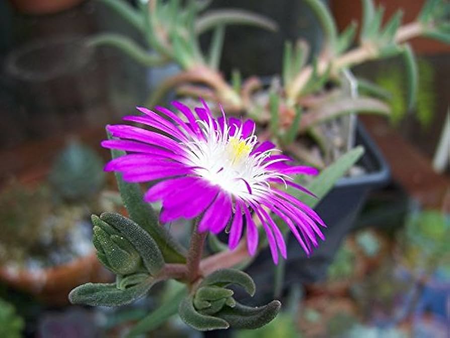 Lila Delosperma Stardust Blumensamen zur Aussaat – Schnitt Blume beliebt – Traditionssorte & ohne Gentechnik Samen Hausgarten