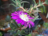Lila Delosperma Stardust Blumensamen zur Aussaat – Schnitt Blume beliebt – Traditionssorte & ohne Gentechnik Samen Hausgarten